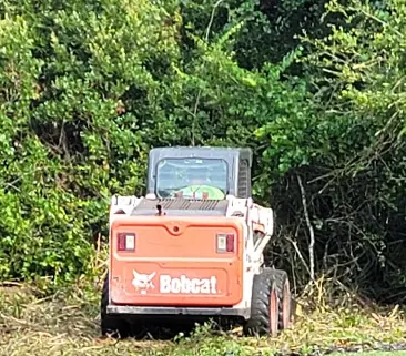 Bobcat clearing equipment working at the edge of dense brush and trees