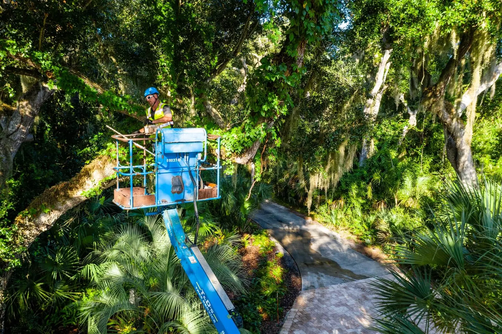 Tree service crew member working from a lift among tall mature trees